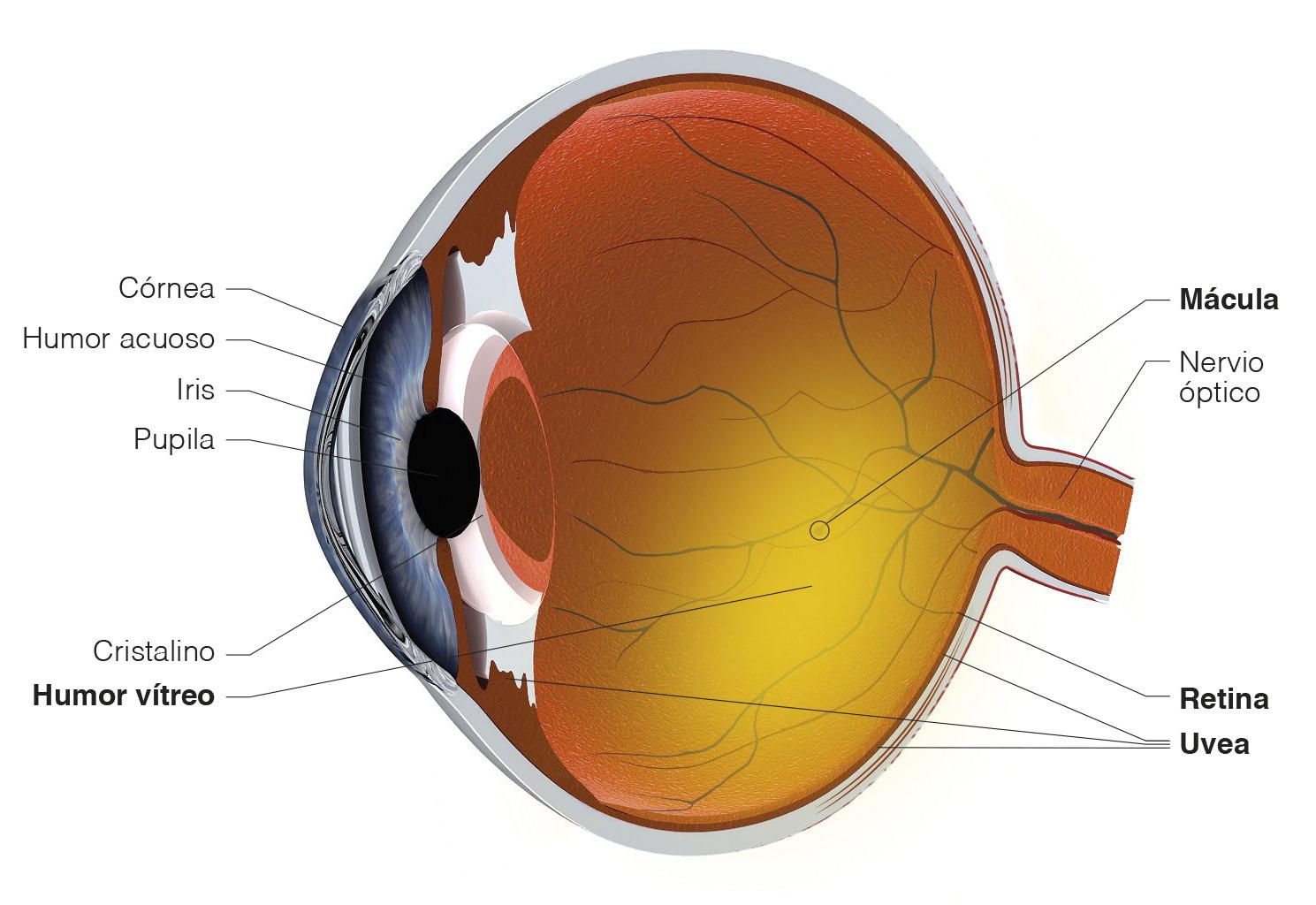 qu-es-el-glaucoma-pigmentario-blog-de-cl-nica-baviera